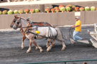 The Great Frederick Fair 2010